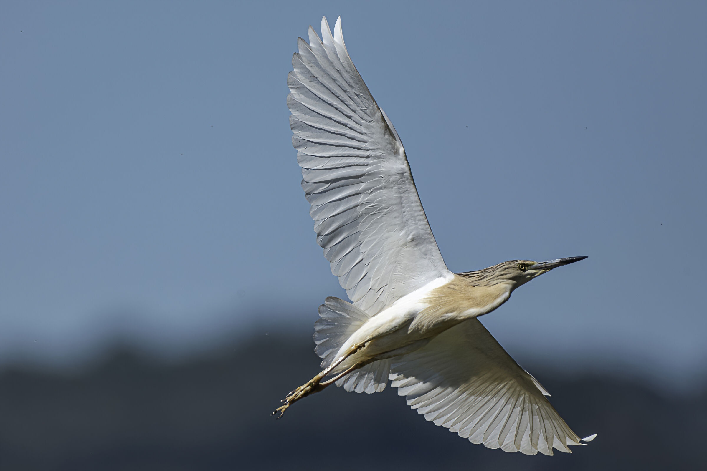 Sgarza ciuffetto in virata