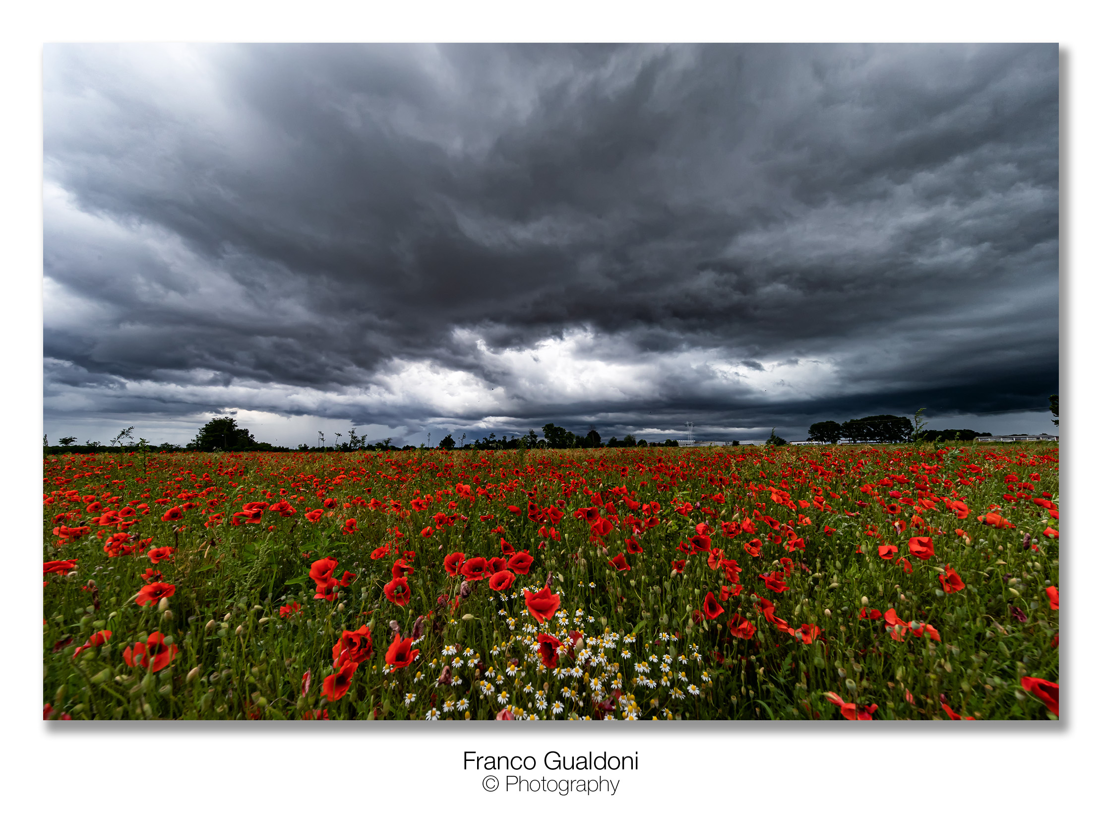 Papaveri e temporale