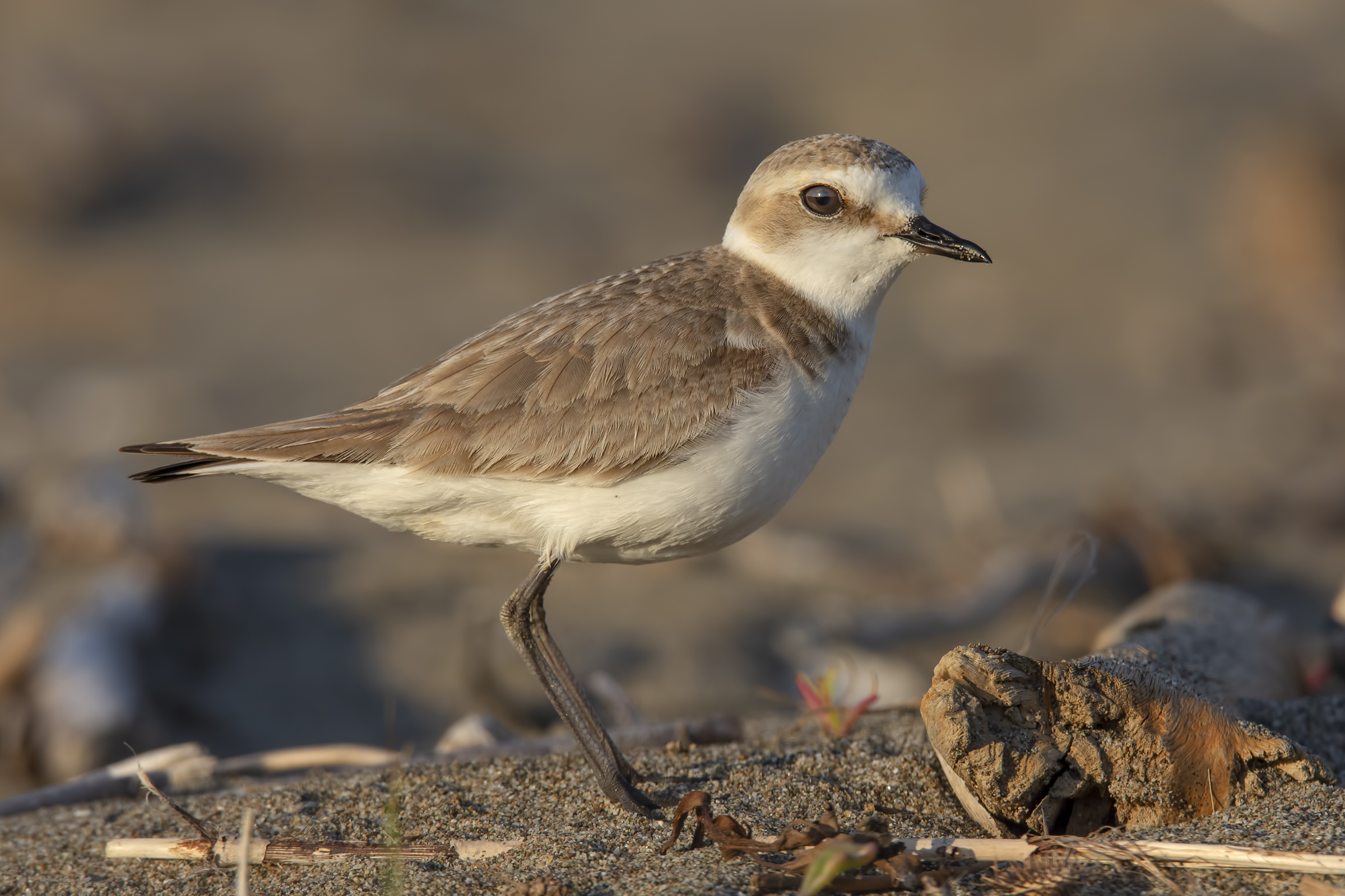 Female friff at sunset