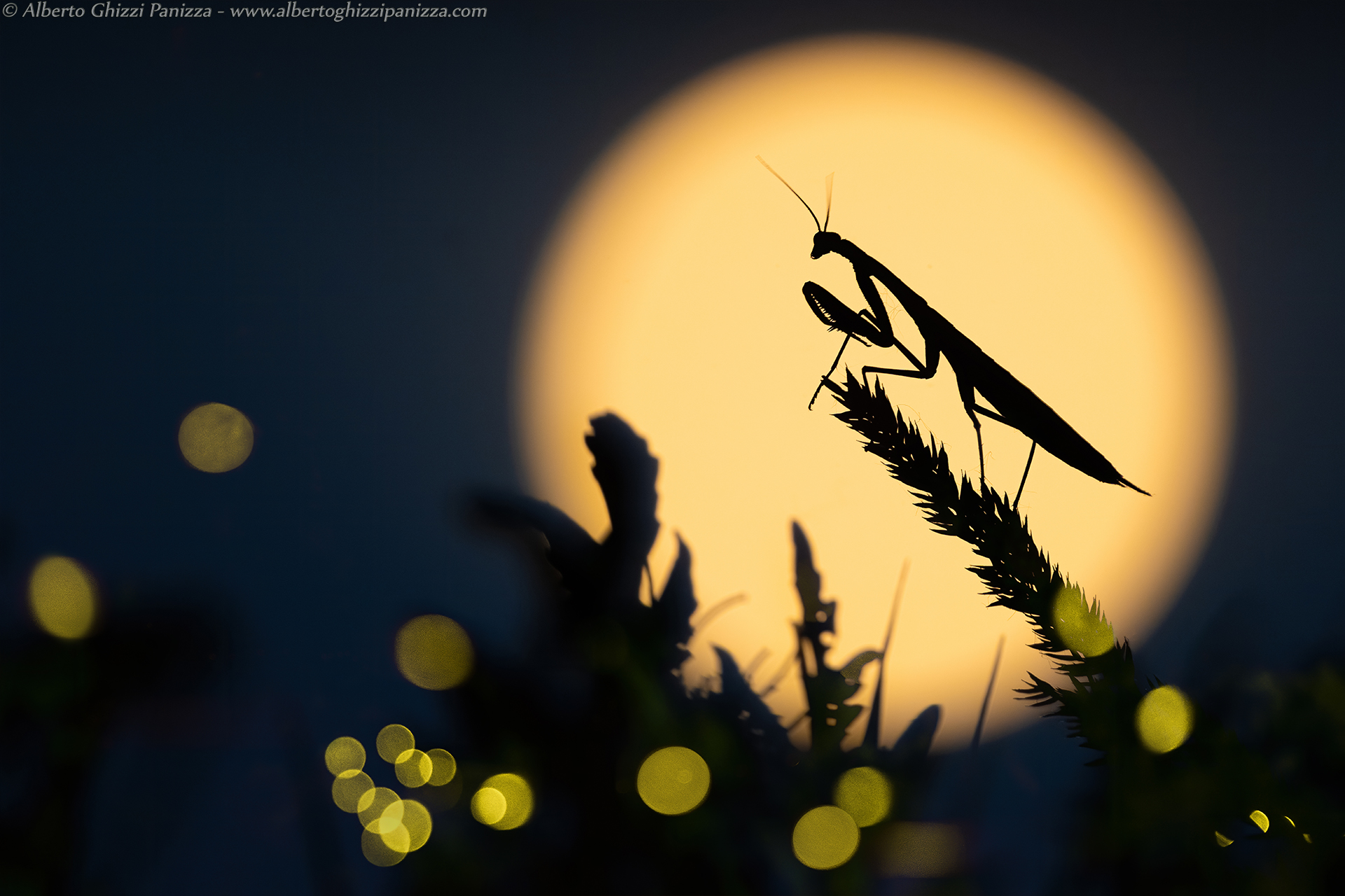 Tra la Luna e le lucciole