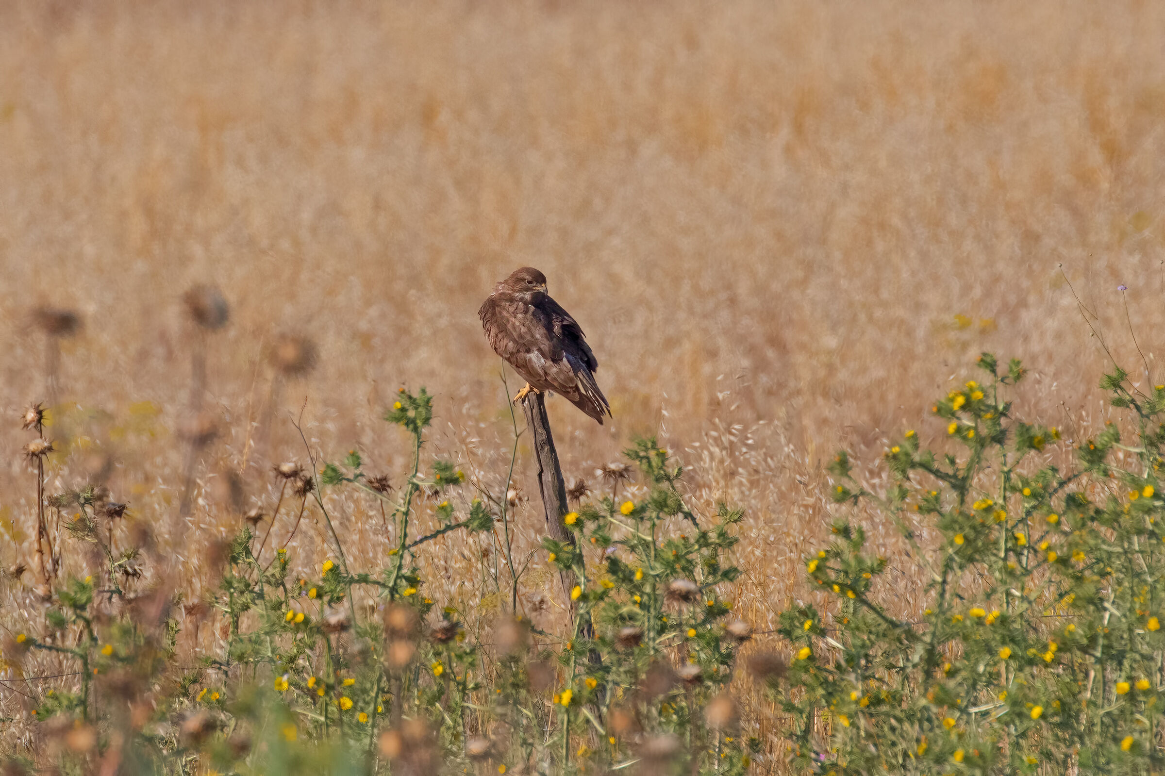 Poiana in avvistamento