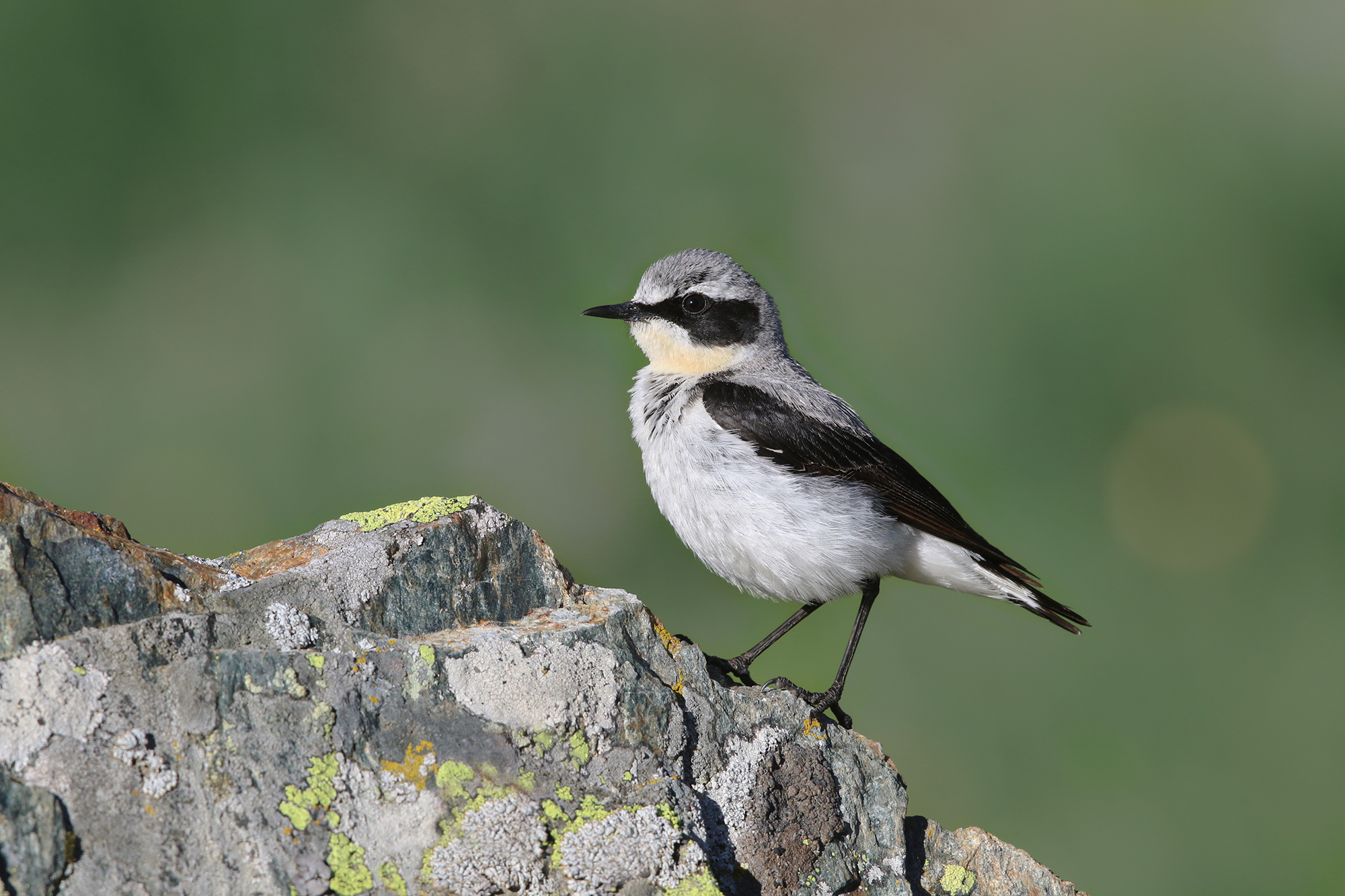 culbianco in livrea scintillante