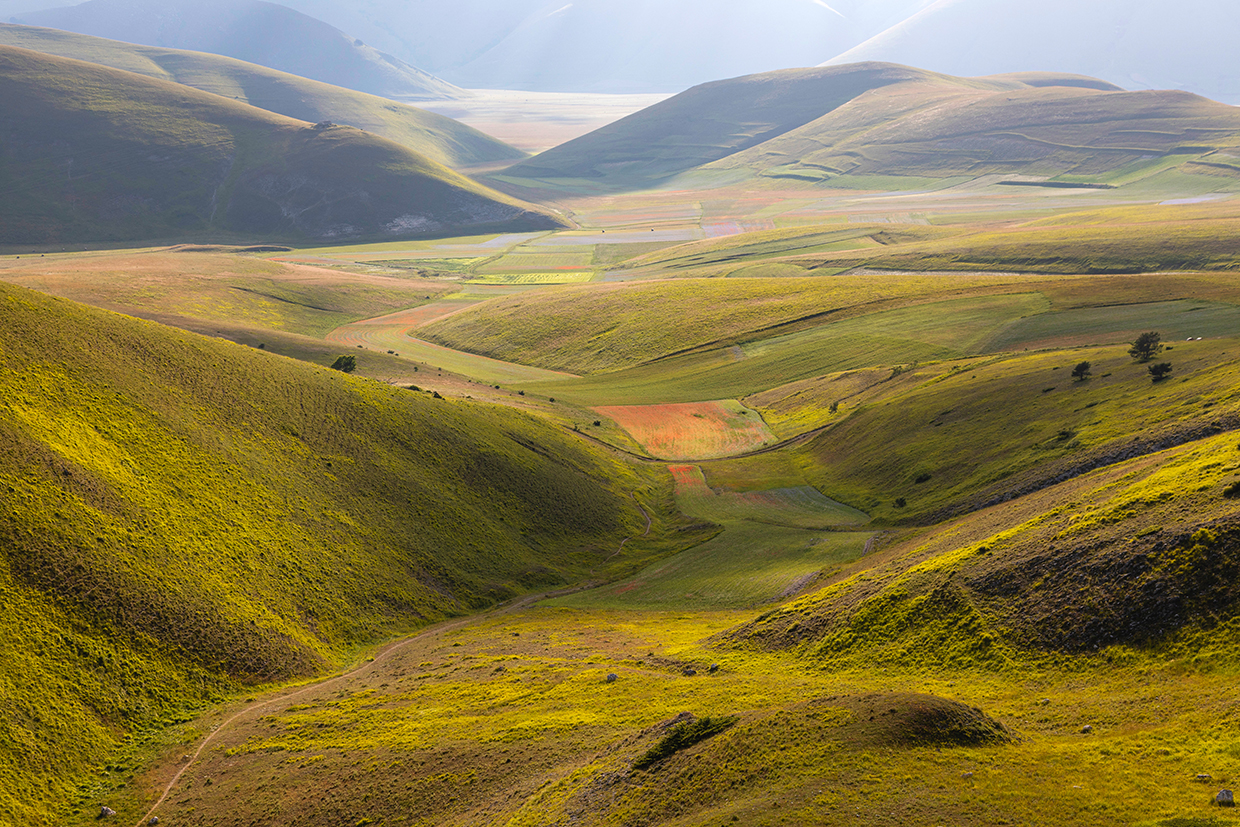 Fioritura a Castelluccio di Norcia
