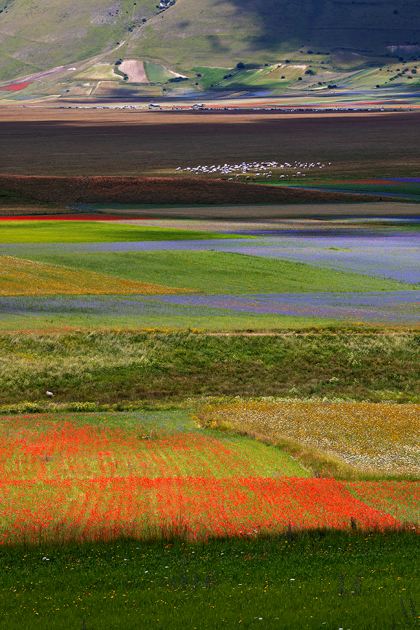 Fioritura a Castelluccio di Norcia