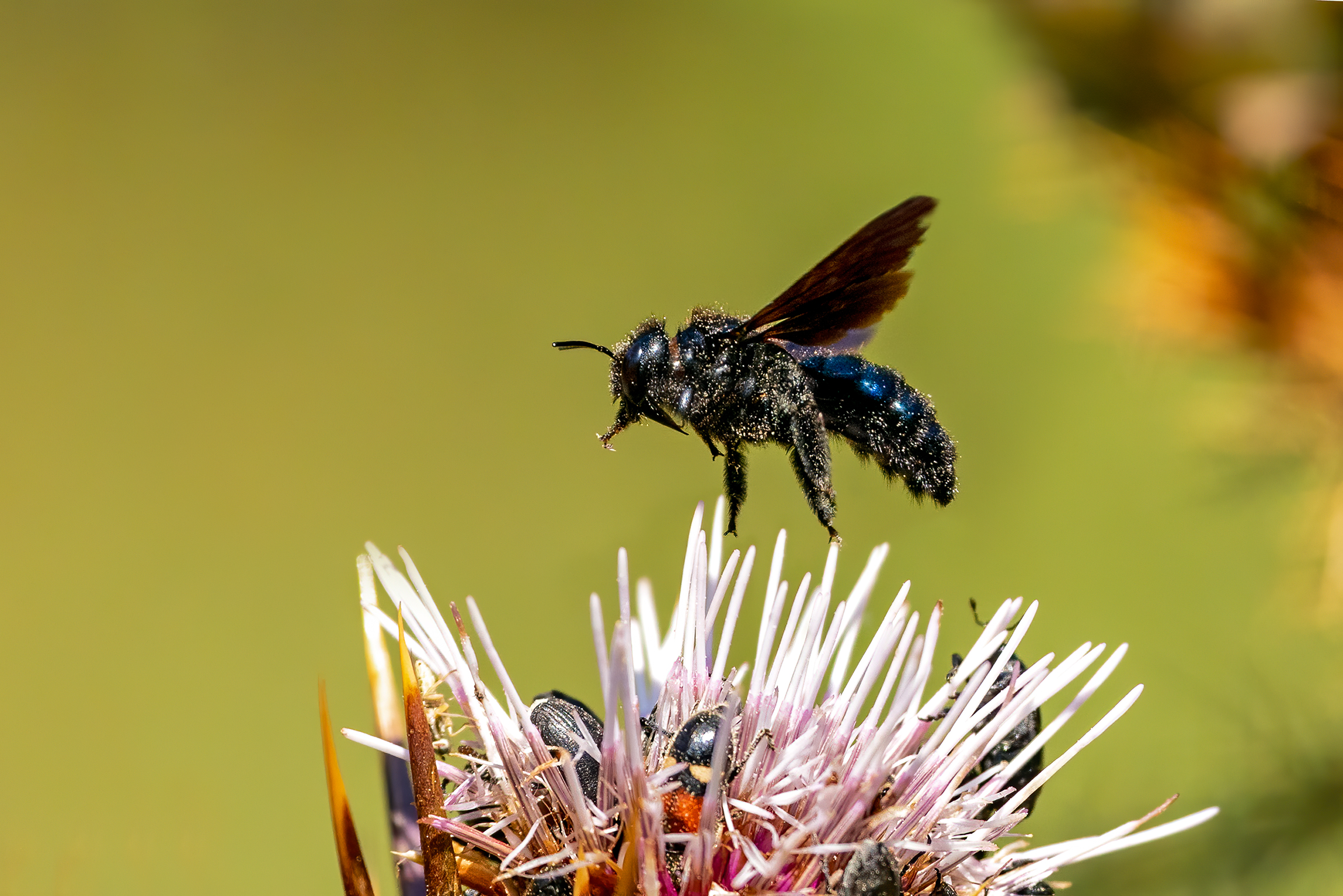 Ape legnaiola - Xylocopa violacea