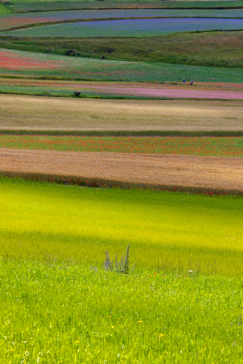 Fioritura Castelluccio di Norcia