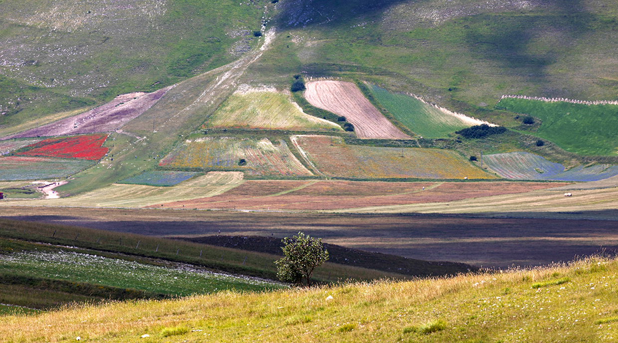Fioritura Castelluccio di Norcia