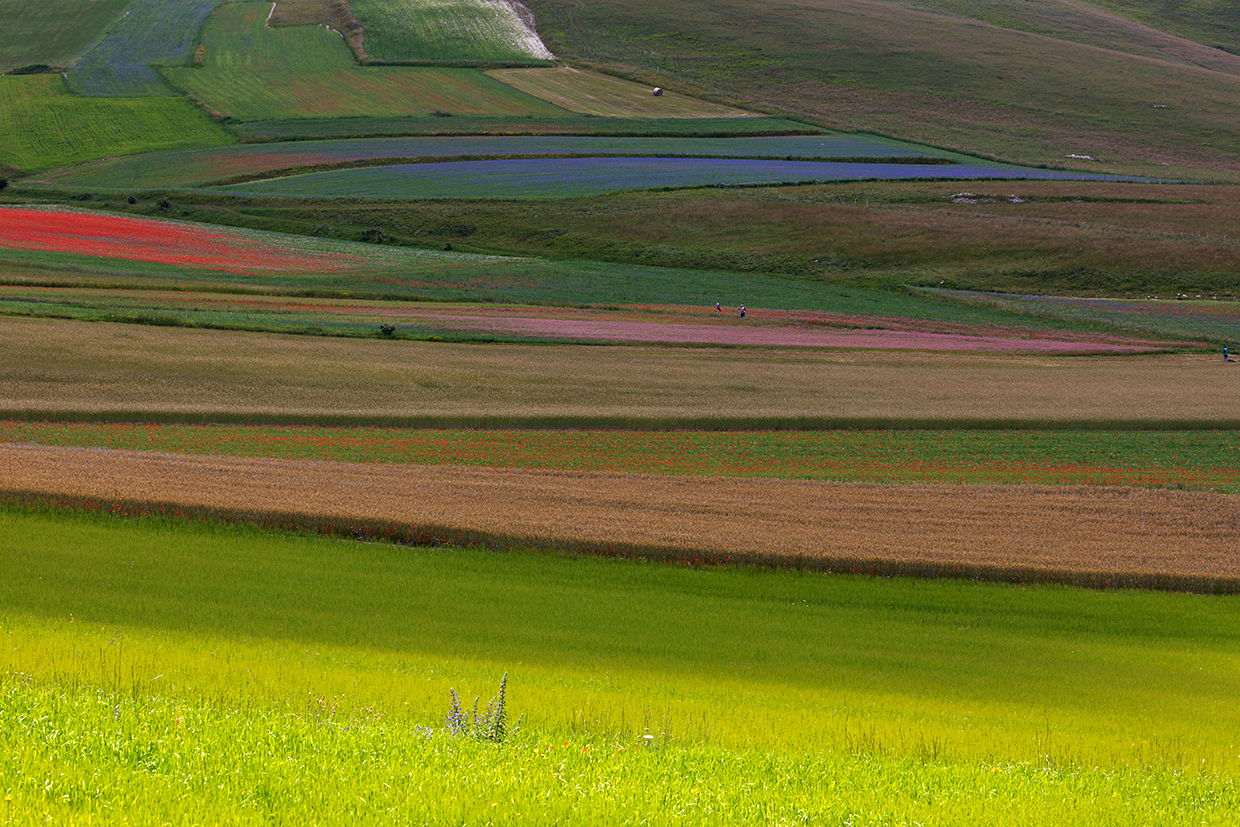 Fioritura Castelluccio di Norcia