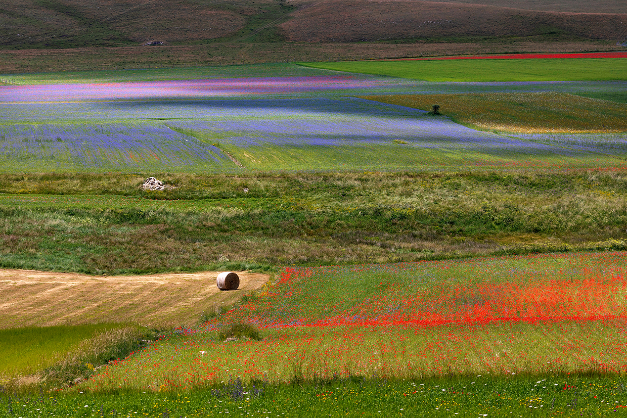 Fioritura Castelluccio di Norcia