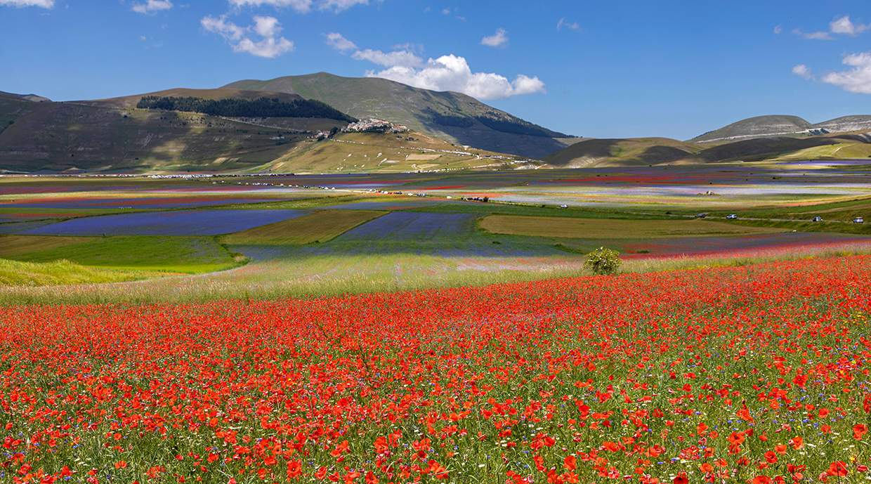 Fioritura Castelluccio di Norcia