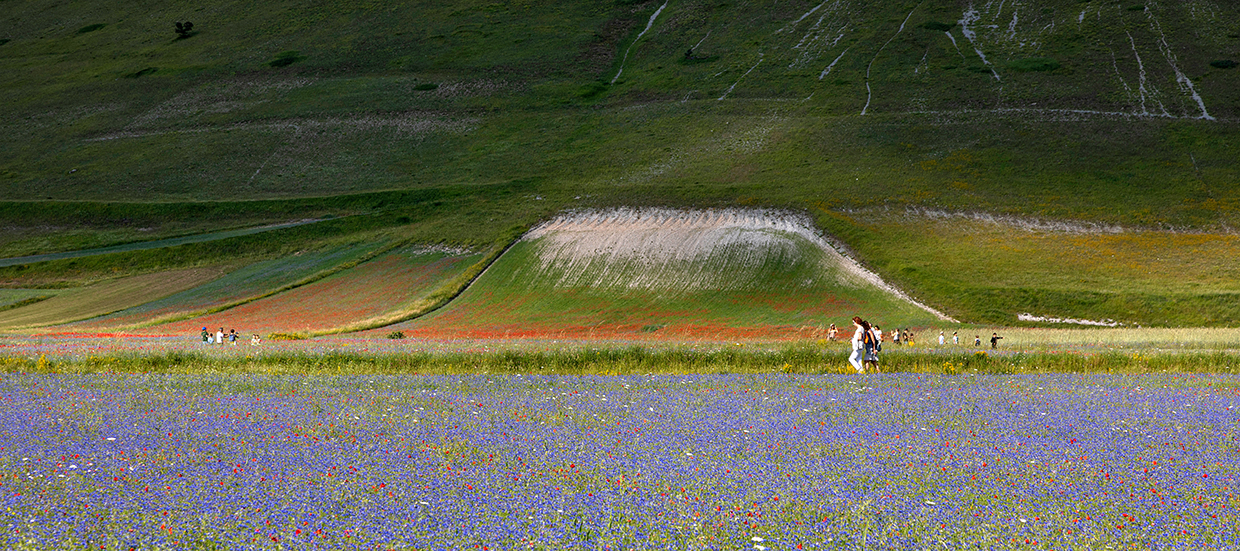 Fioritura Castelluccio di Norcia