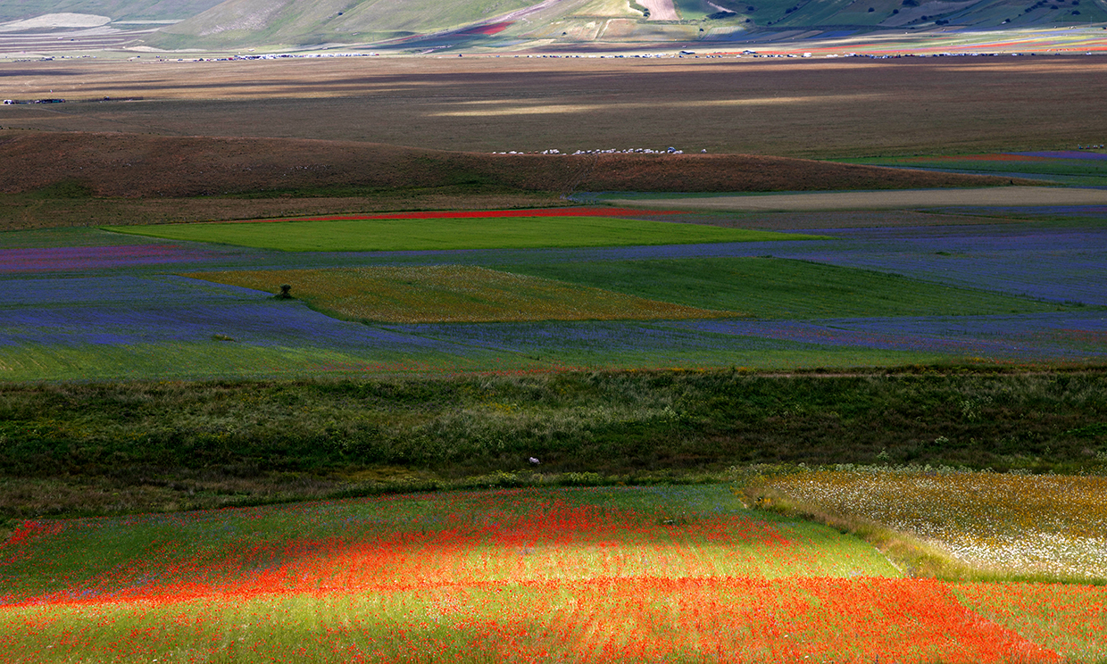 Fioritura Castelluccio di Norcia