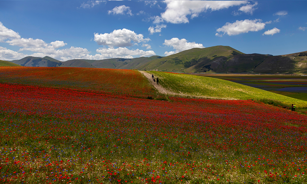 Fioritura Castelluccio di Norcia