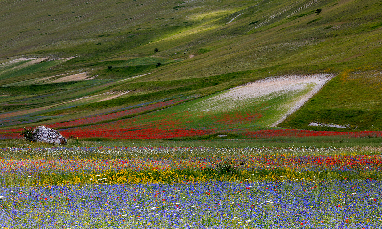 Fioritura Castelluccio di Norcia