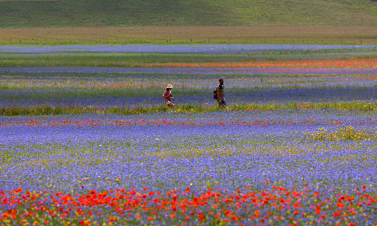 Fioritura Castelluccio di Norcia