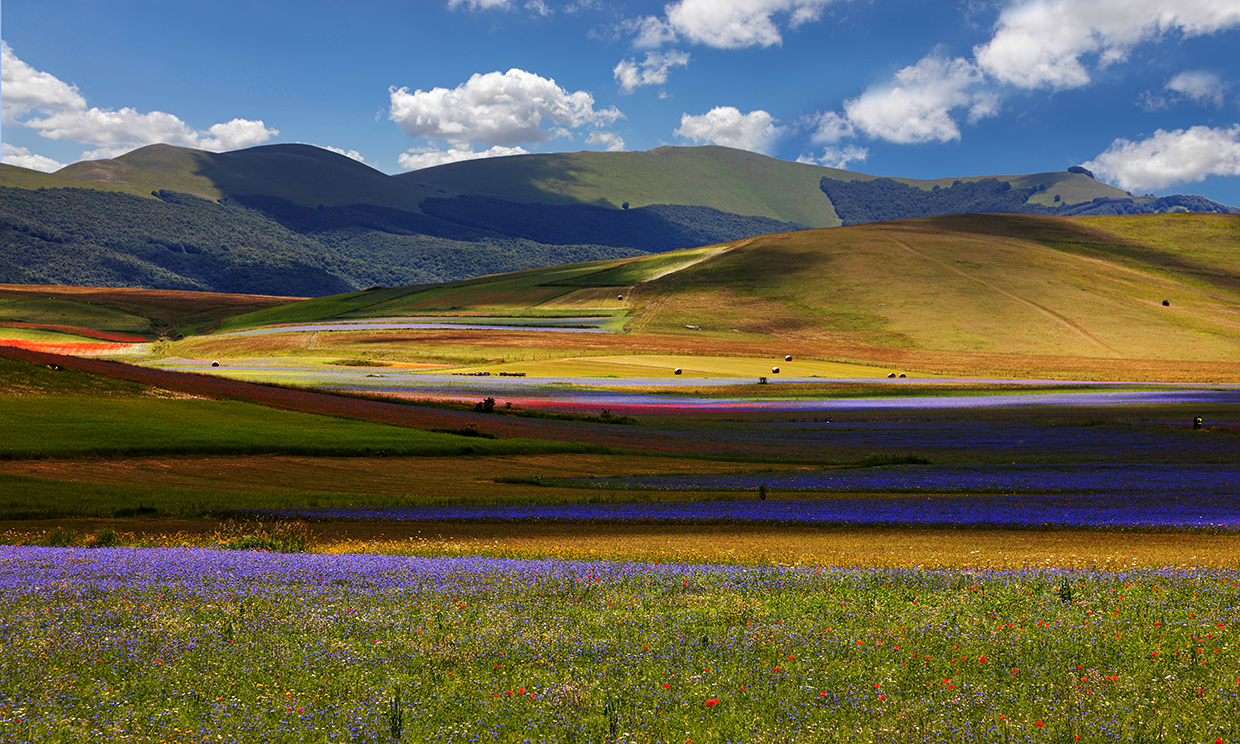 Fioritura Castelluccio di Norcia