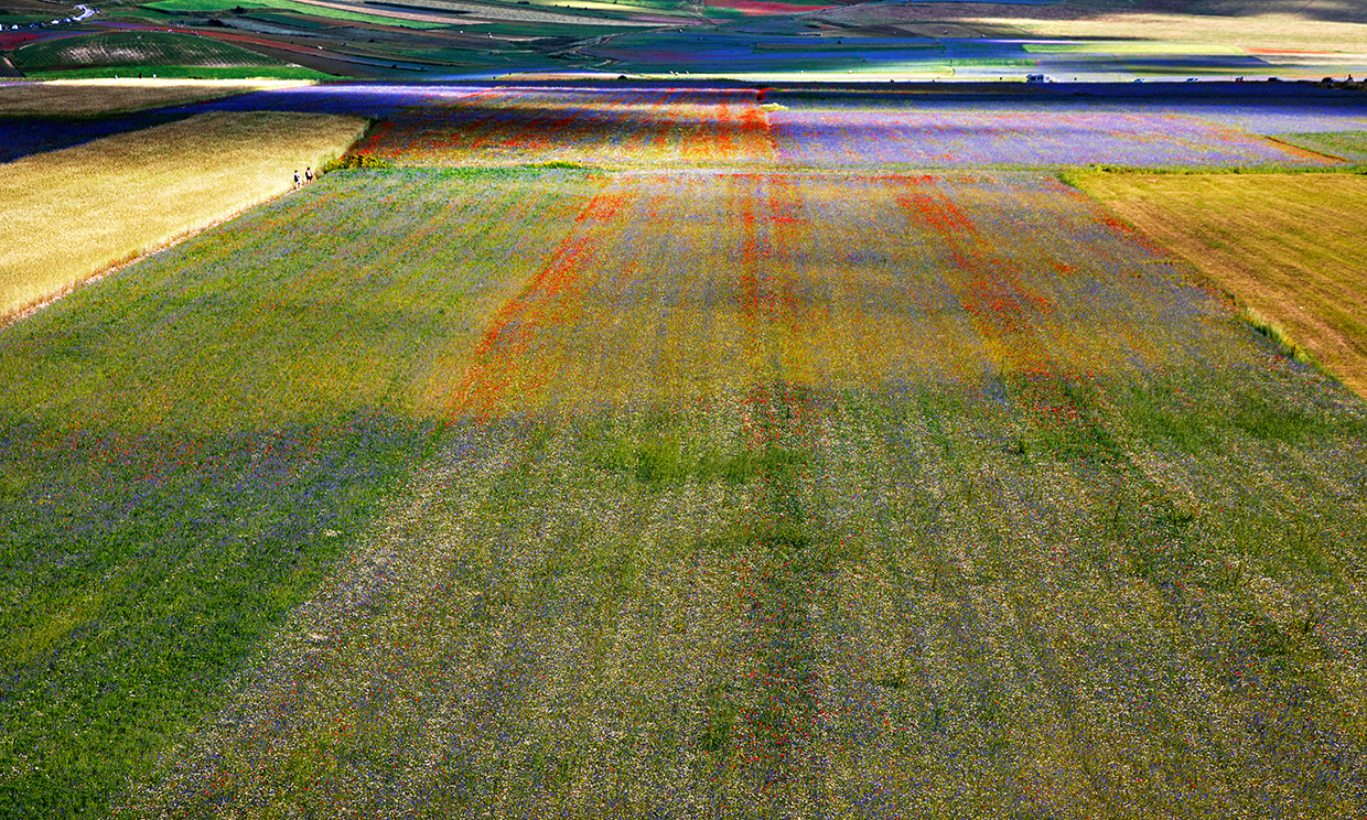 Fioritura Castelluccio di Norcia