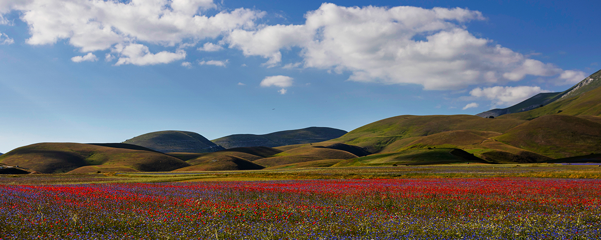 Fioritura Castelluccio di Norcia