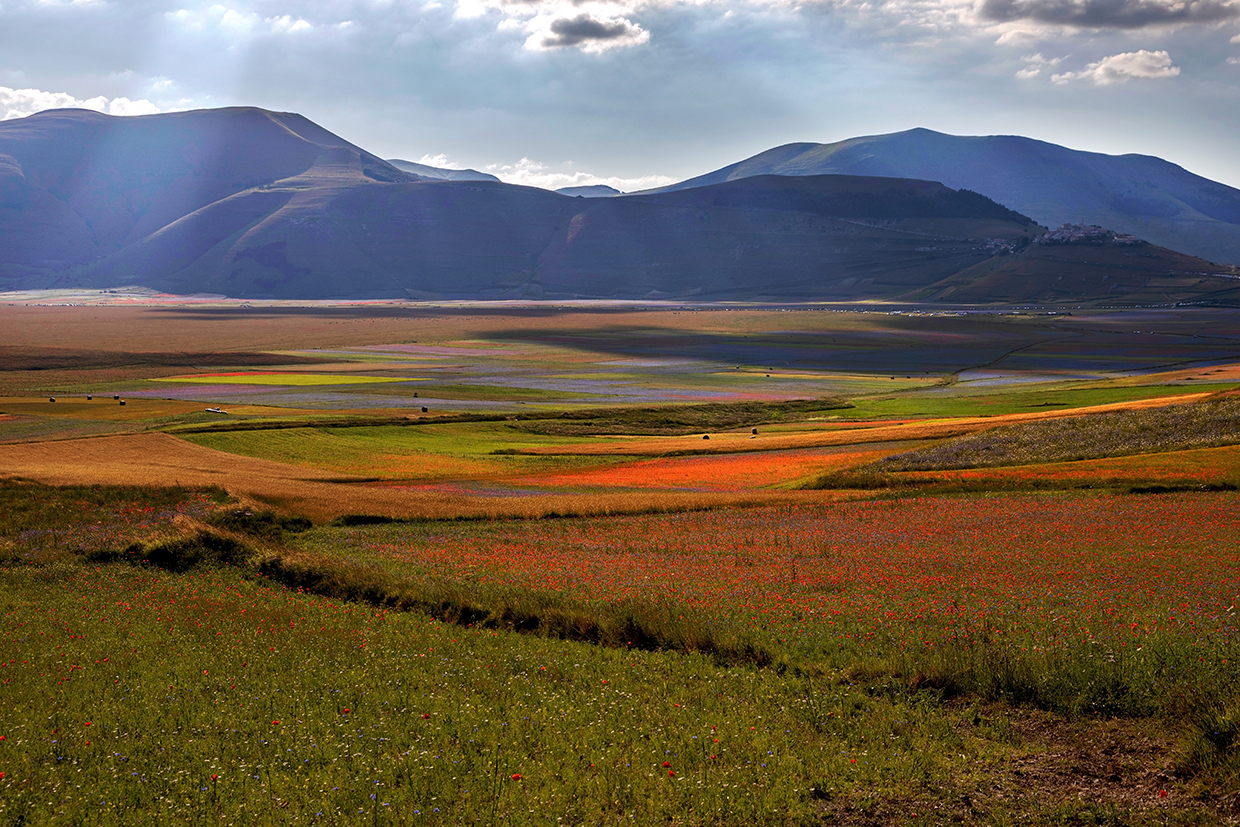 Fioritura Castelluccio di Norcia