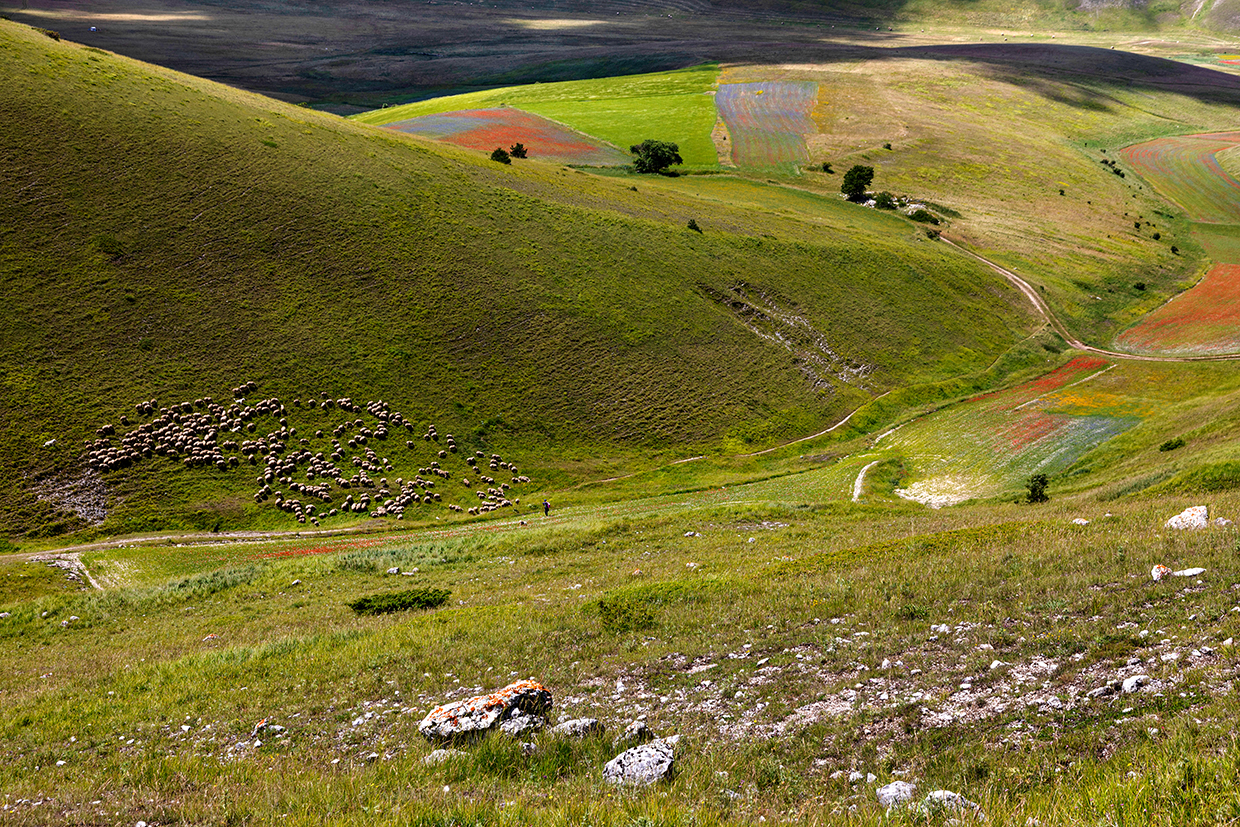 Fioritura Castelluccio di Norcia