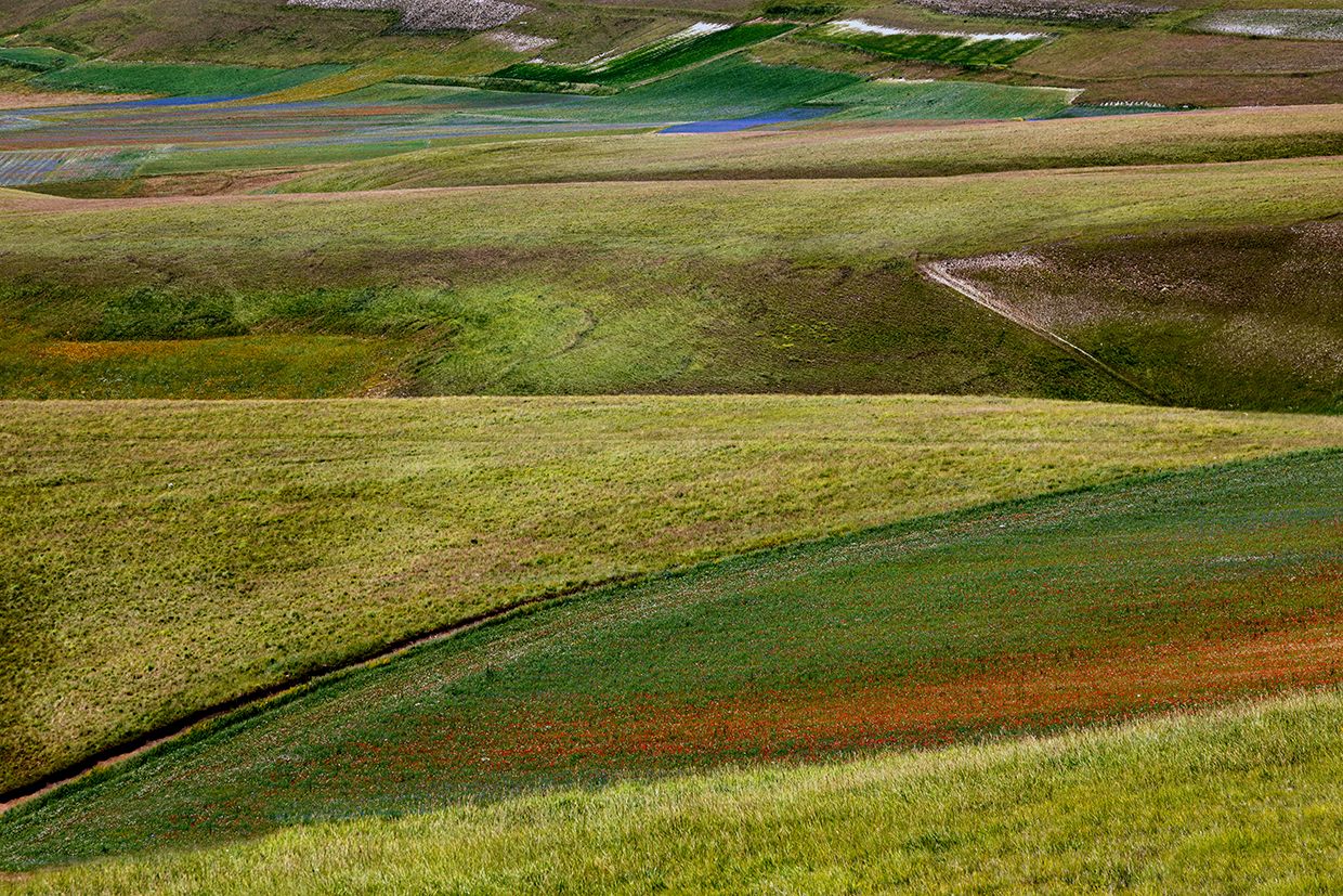 Fioritura Castelluccio di Norcia