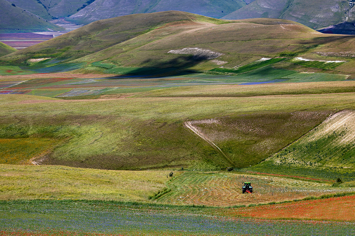 Fioritura Castelluccio di Norcia