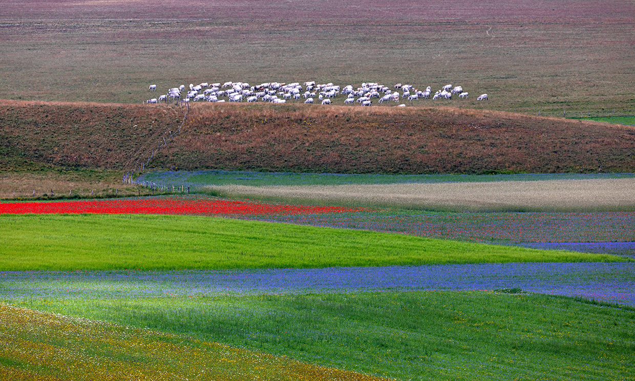 Fioritura Castelluccio di Norcia