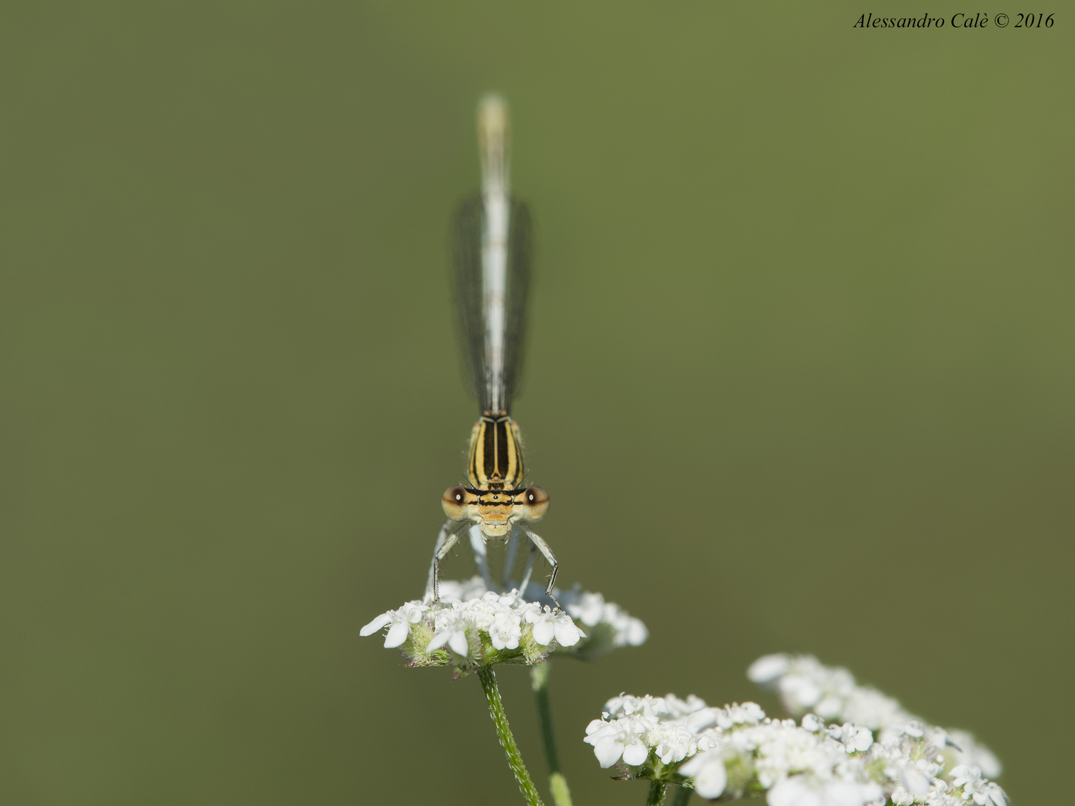 Faccia a faccia 4657