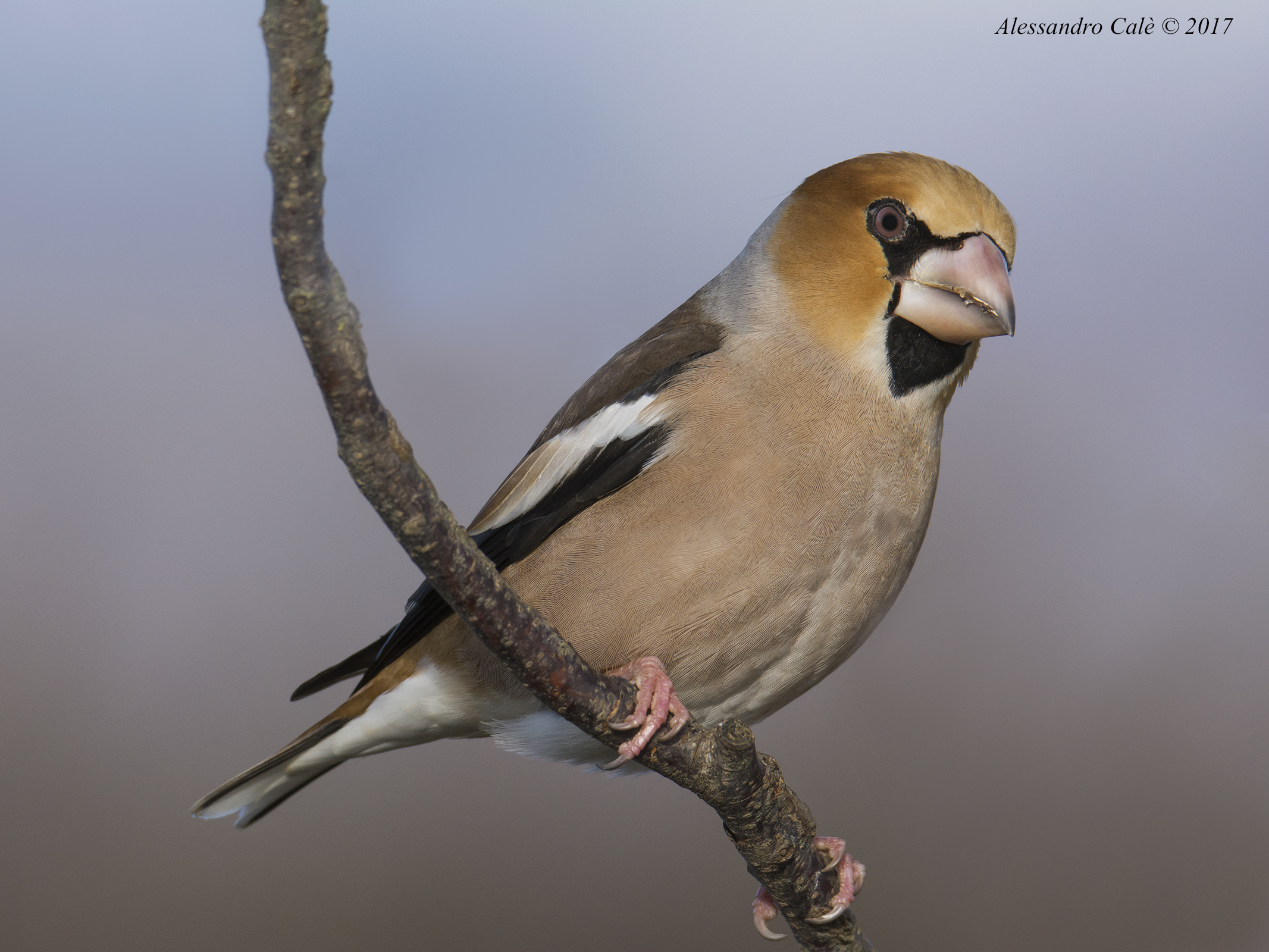 Coccothraustes coccothraustes (Frosone) 6601