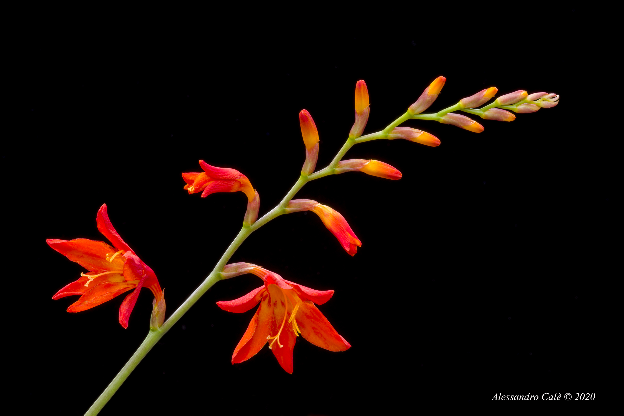 Piccoli gladioli 6364