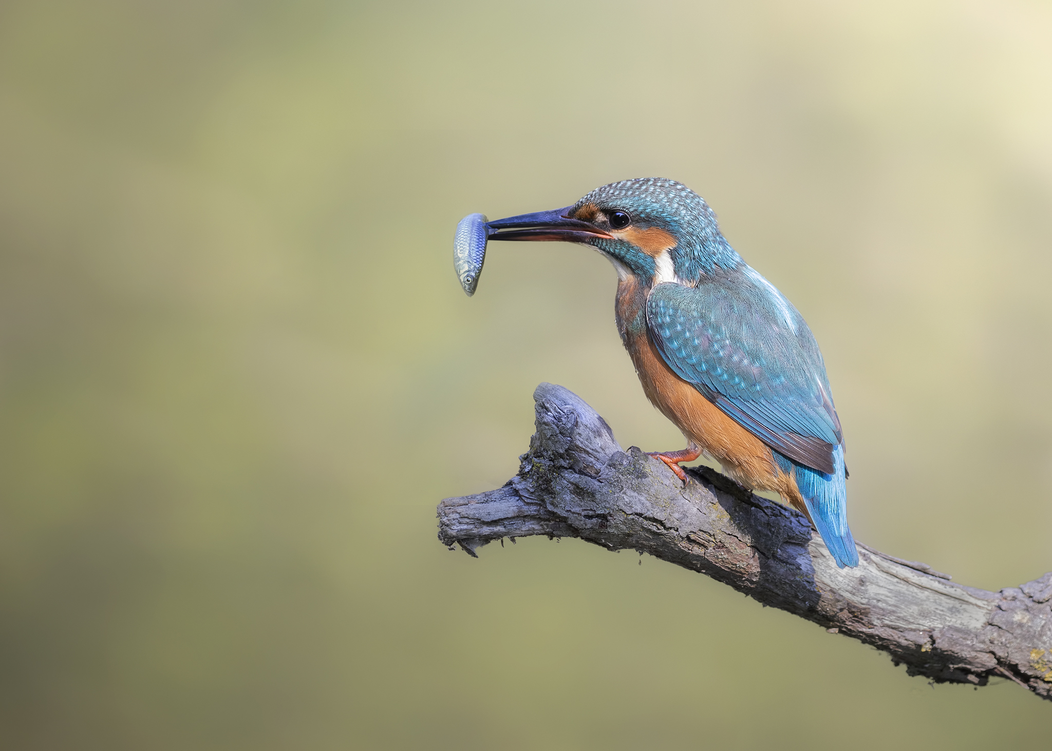 Martin Fisher with prey