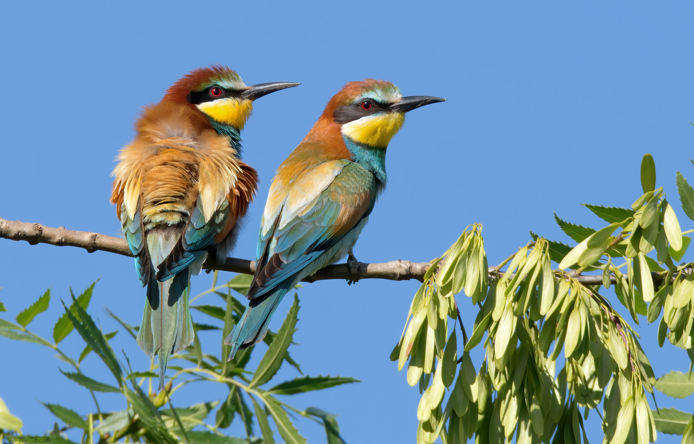 Crane (Merops apiaster)