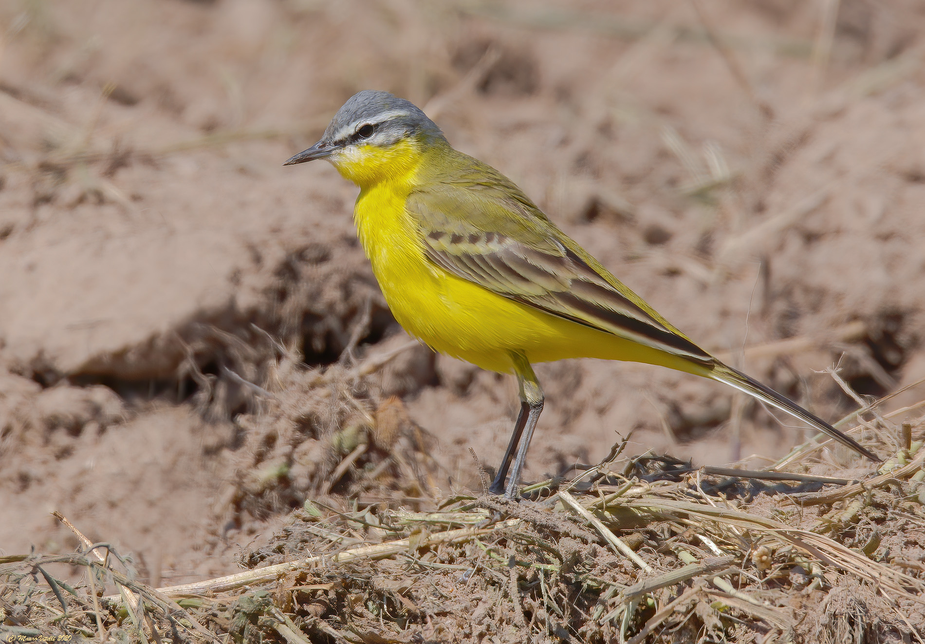 Cutrettola (Motacilla flava)