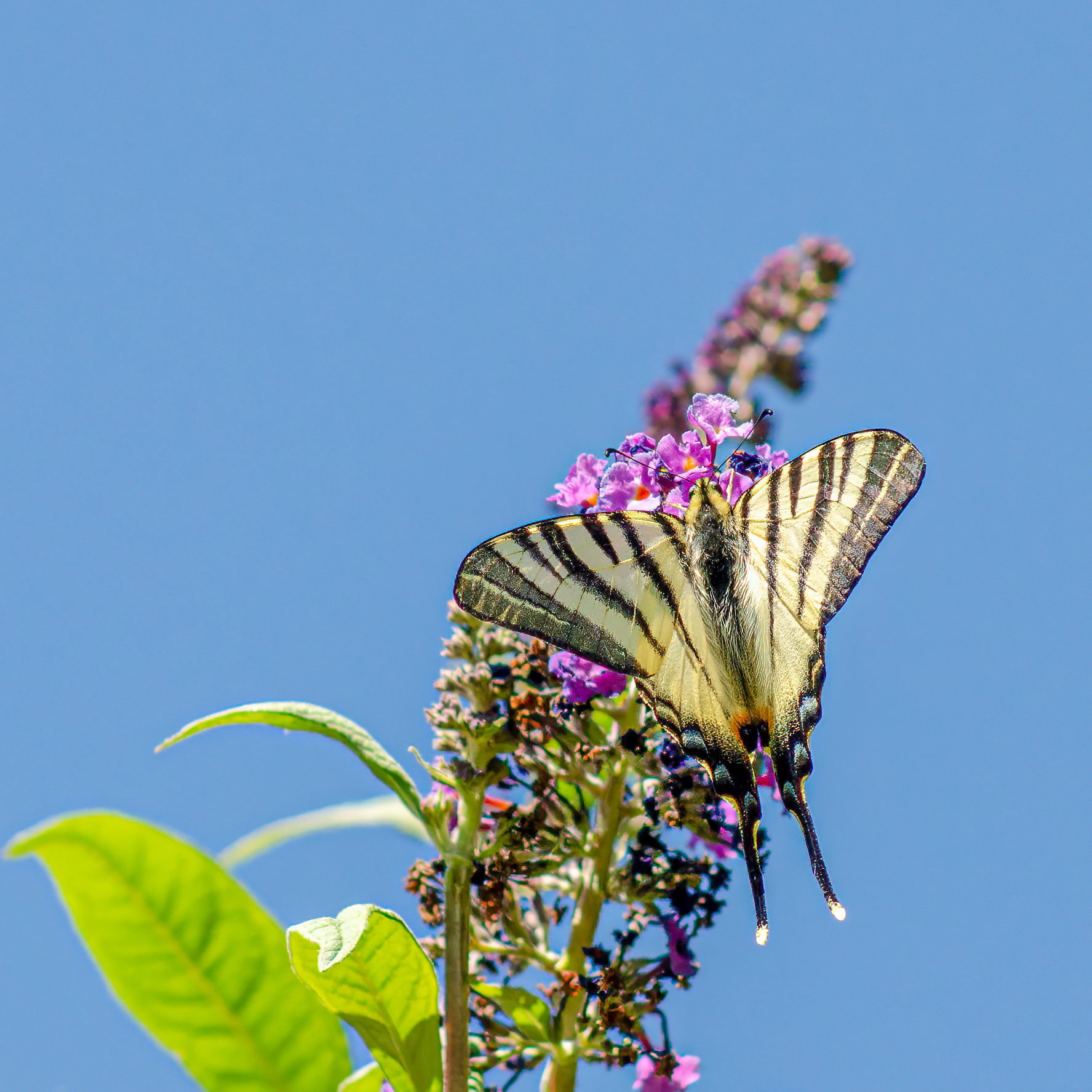Swallowtail