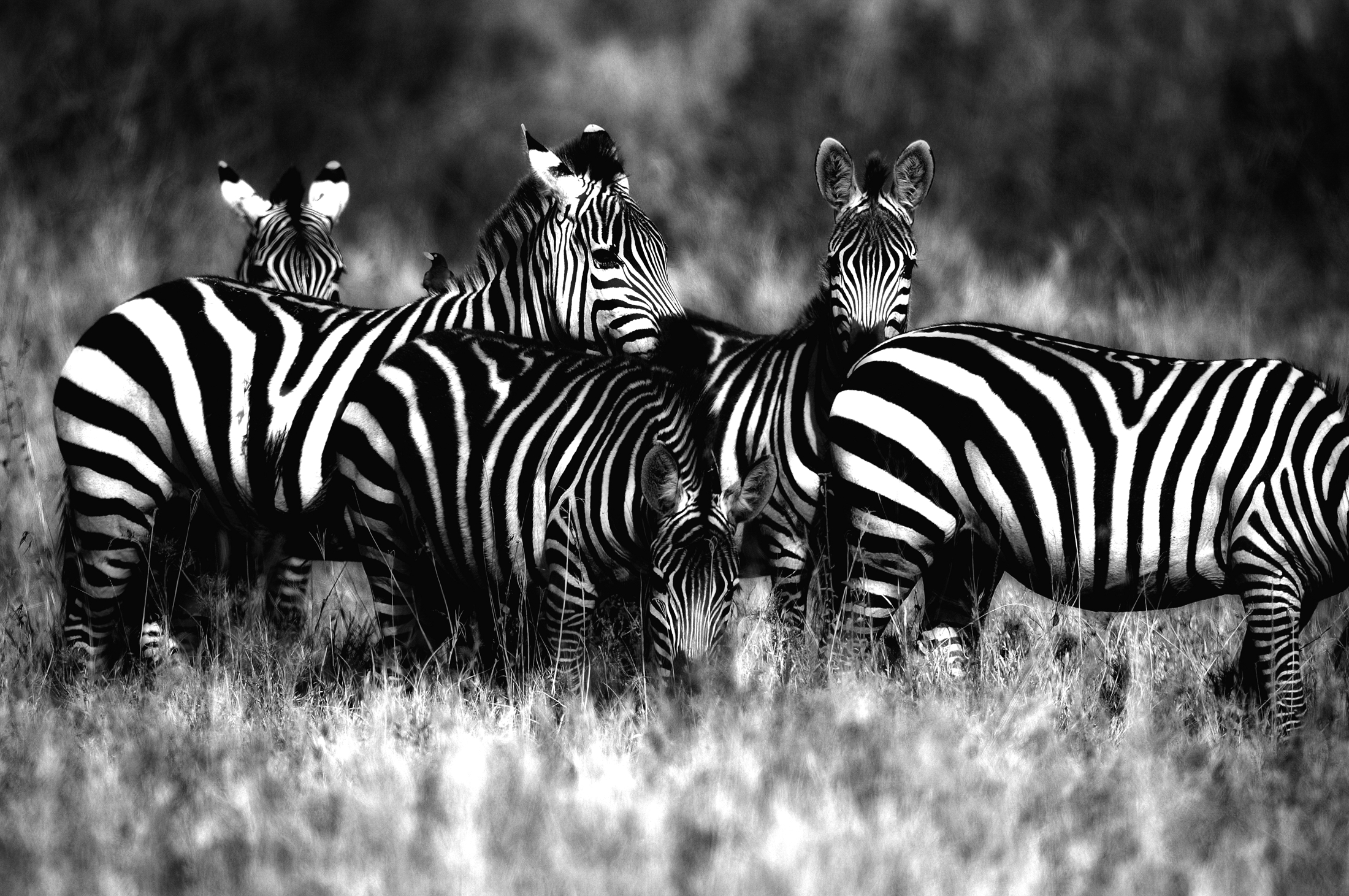 zebre