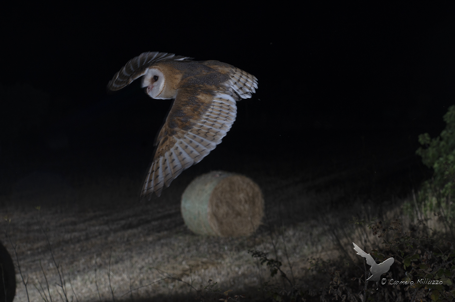 Sunrise _Tyto night flights _