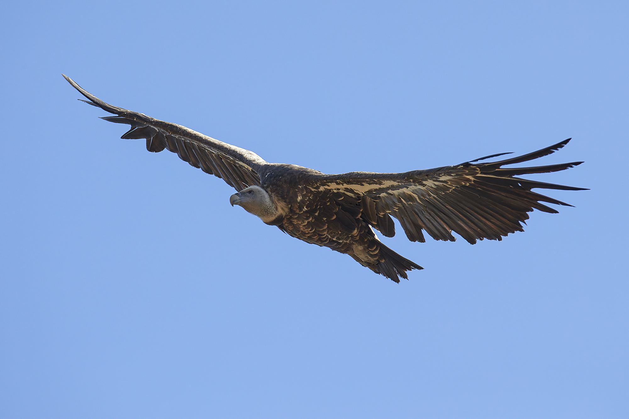 L'avvoltoio di Rueppell - Alcara li fusi 12-07-2020