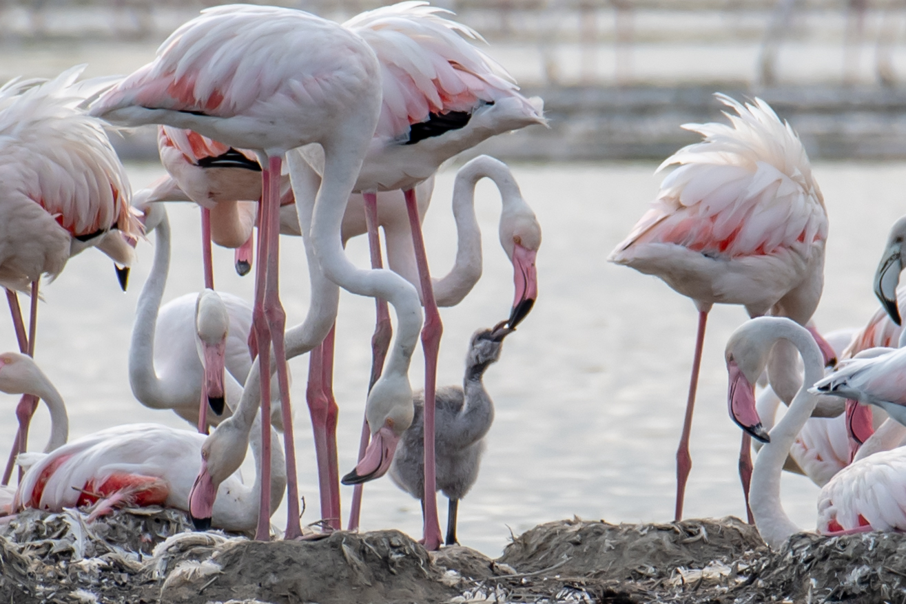 Agios Mamas (i fenicotteri partoriscono in Grecia) .prima vo...