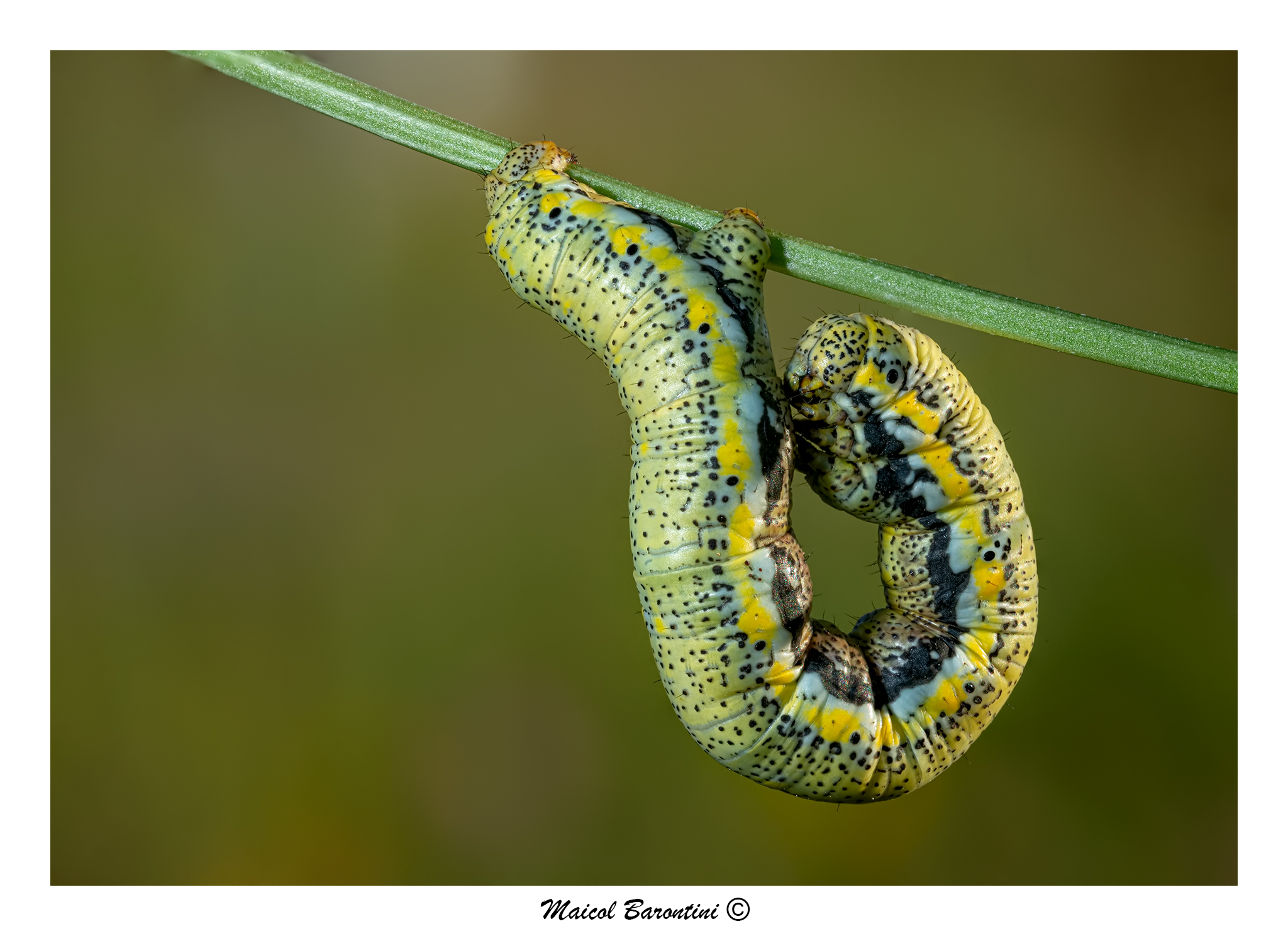 Bruco di Sarcococca brassicae