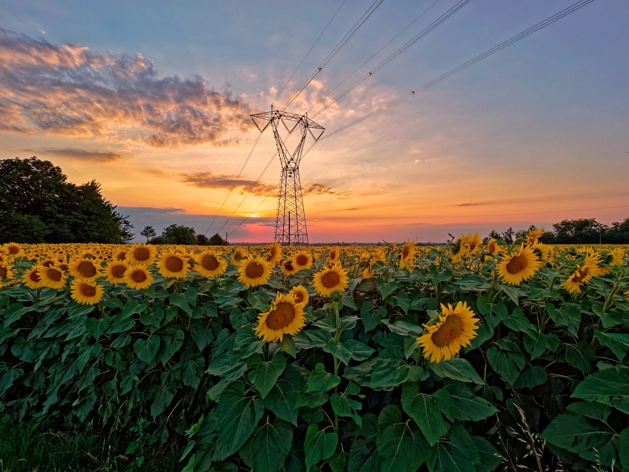 The Sunflowers of the Ghiardo