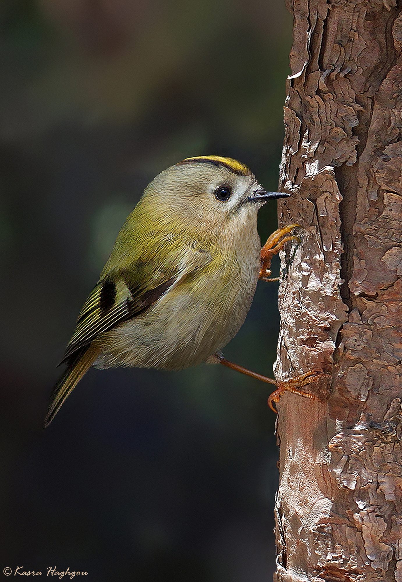 Goldcrest