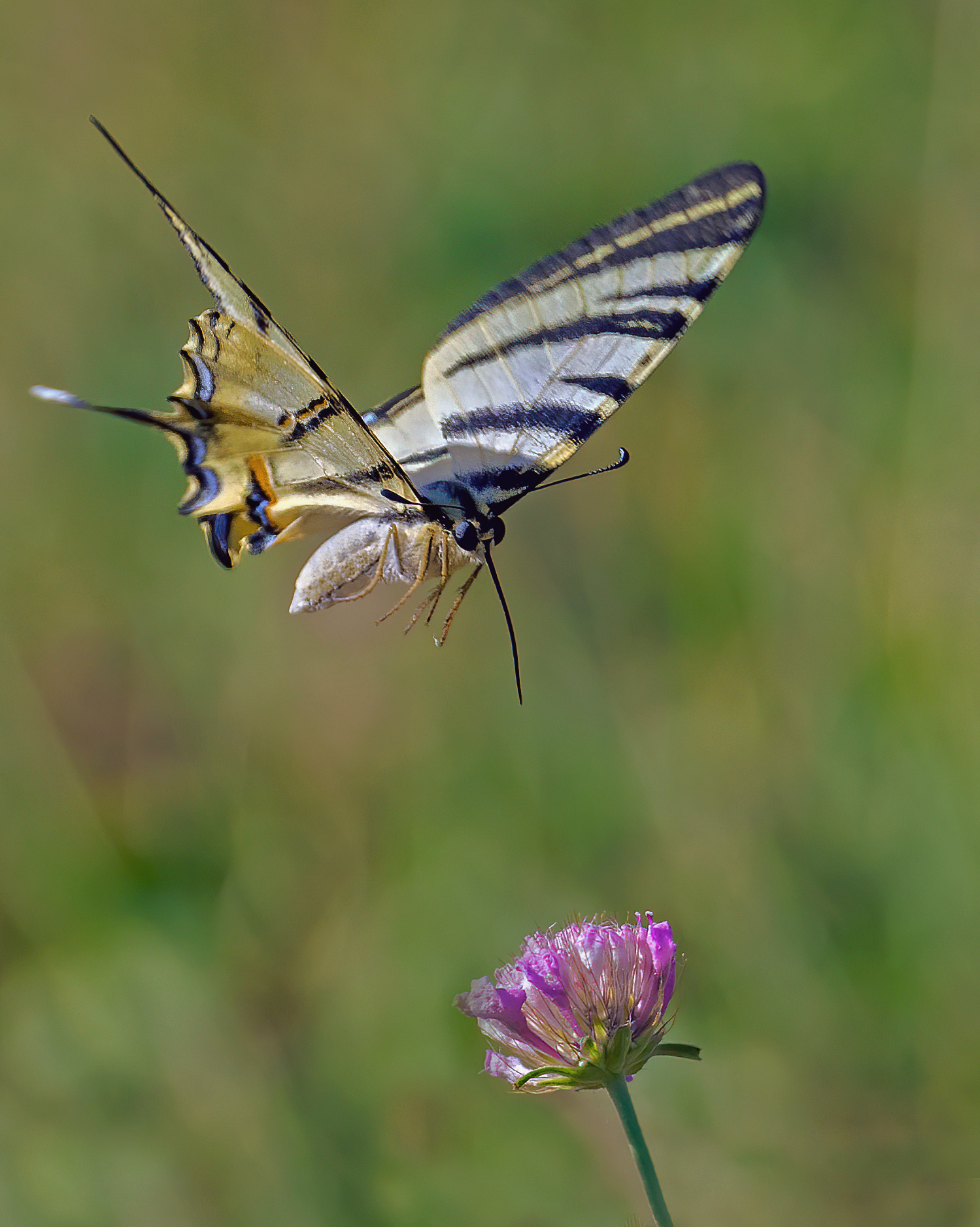 Podalirio is pointing at the flower
