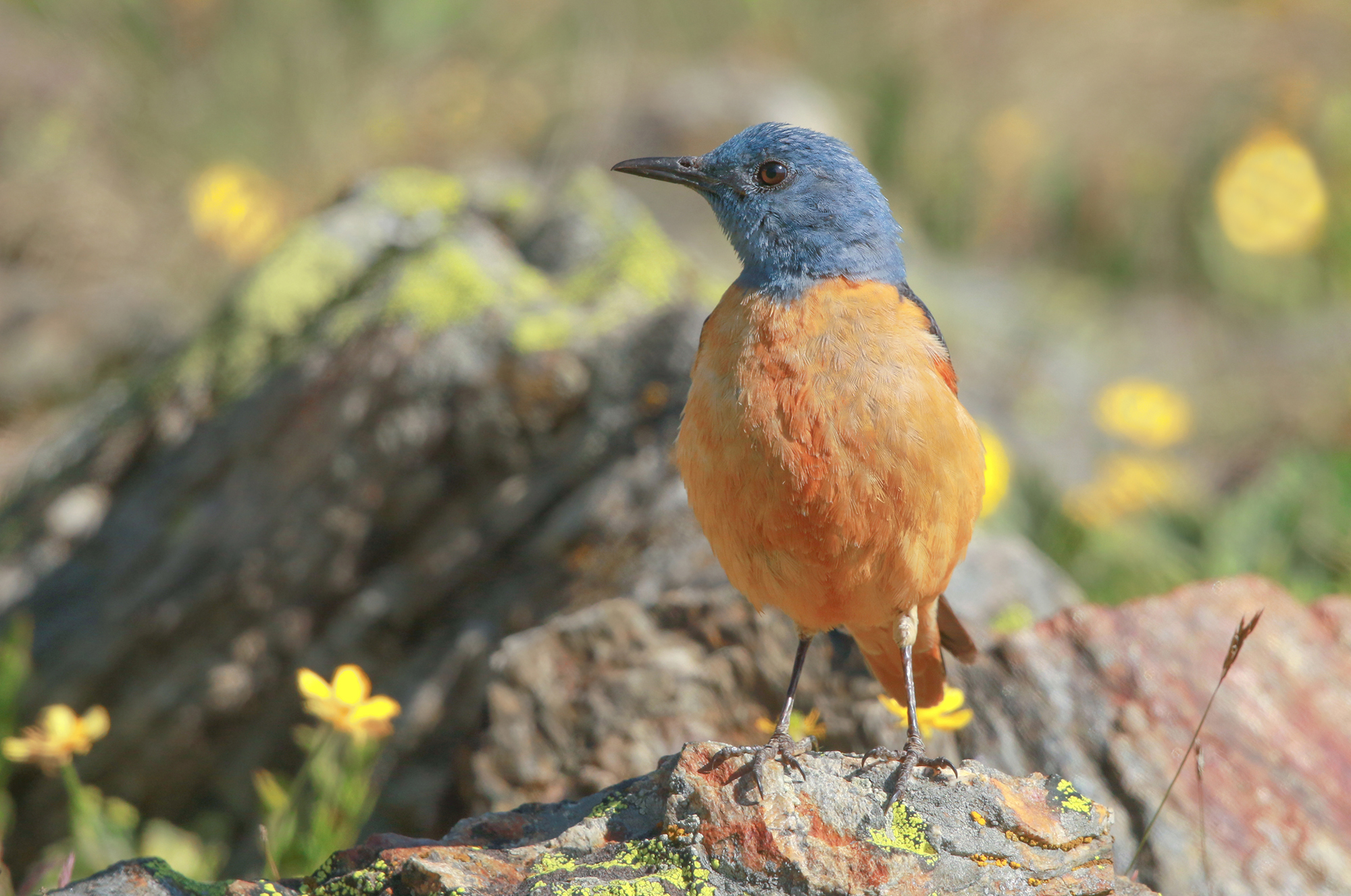 Among the flowers. codirossone