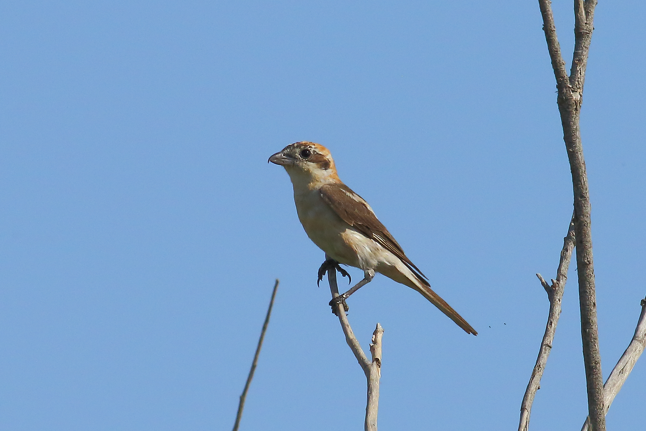 Having it red, female