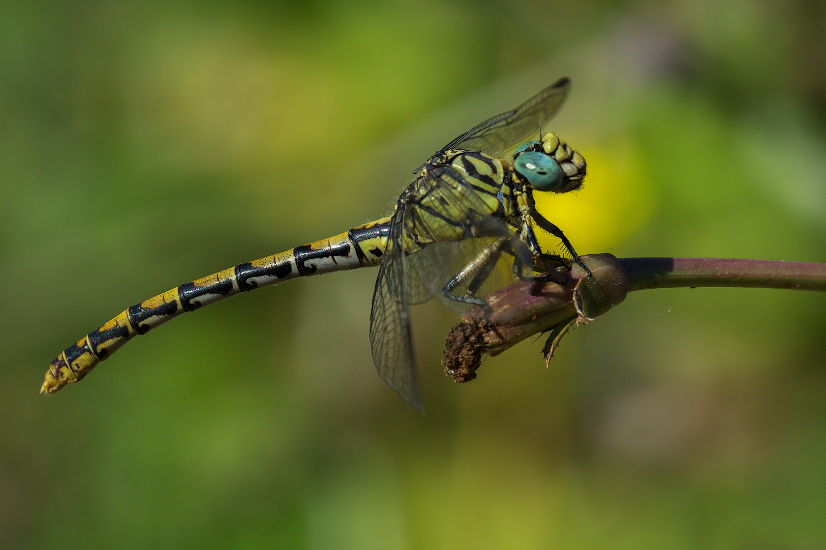 Dragonfly (Onychogomphus forcipatus - female)