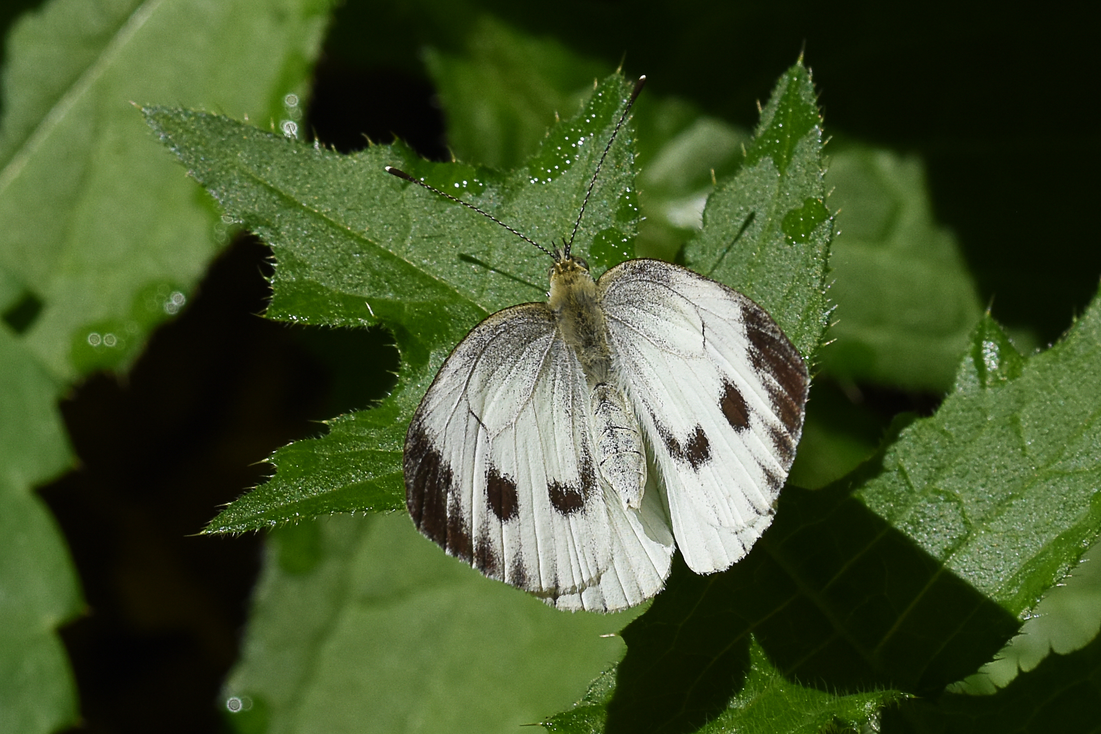 Pieris Brassicae o Cavolaia maggiore