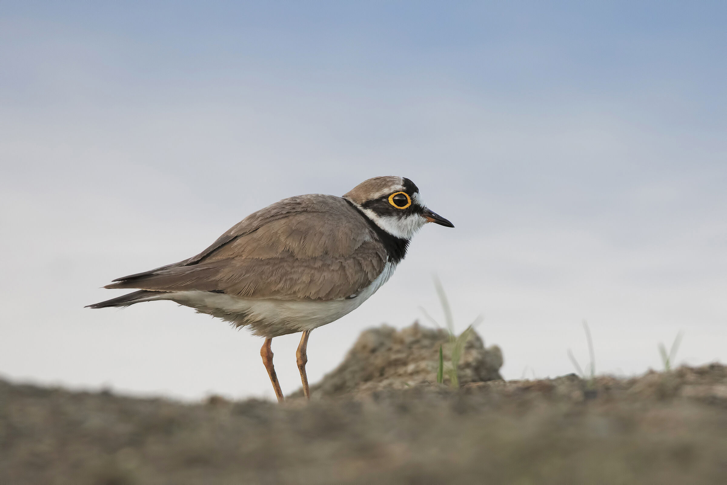 Il Corriere.....della sera