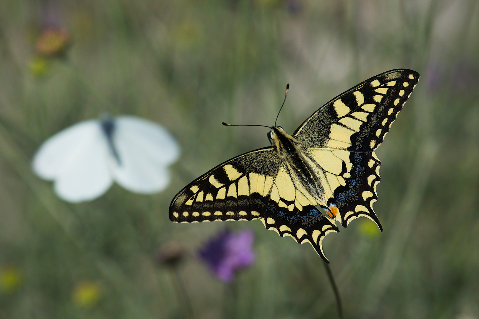 Swallowtail