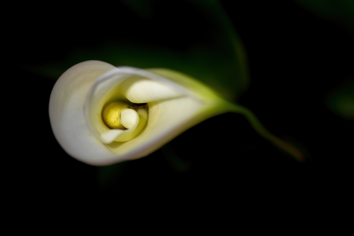 la calla