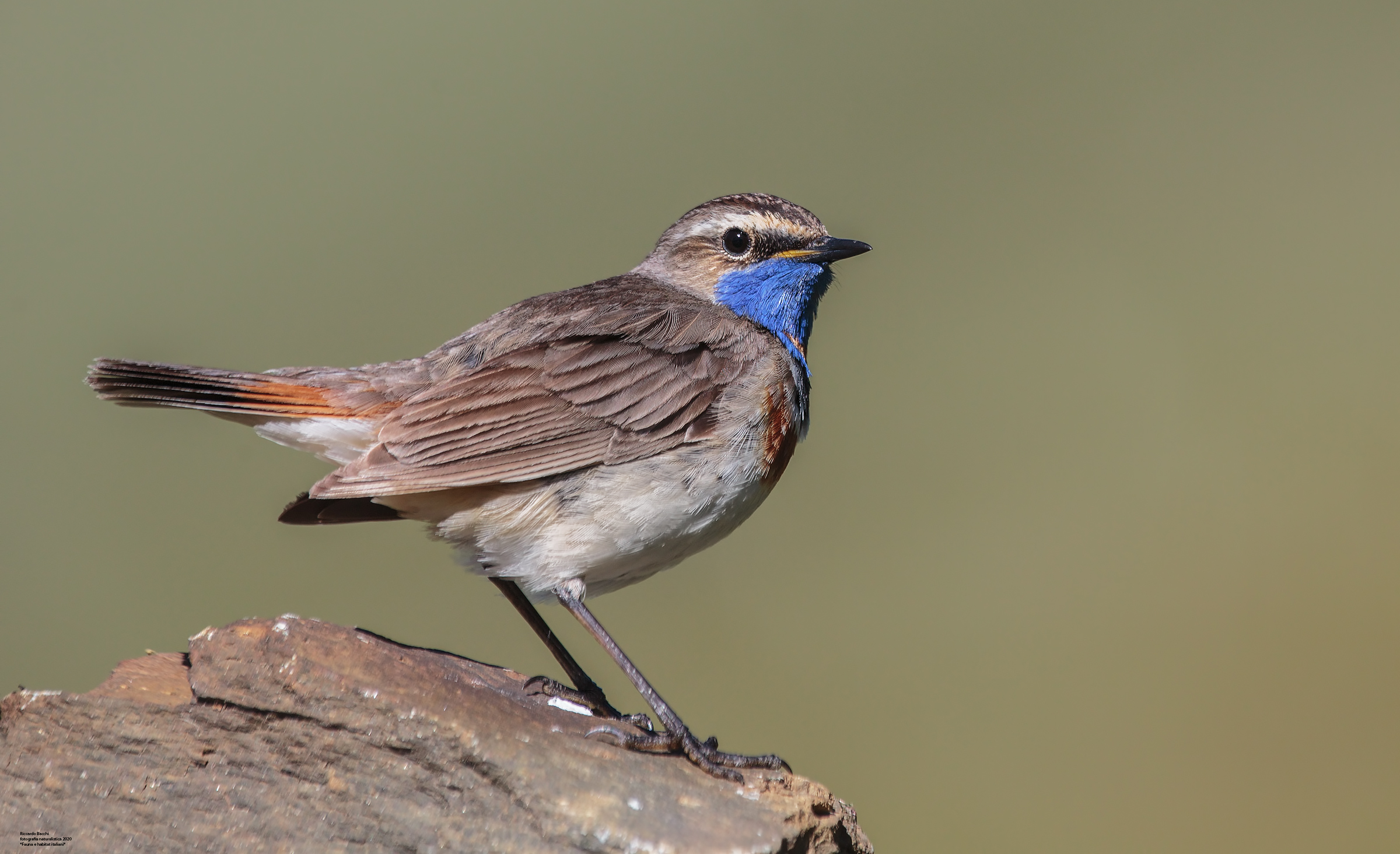 Pettazzurro alpi centrali